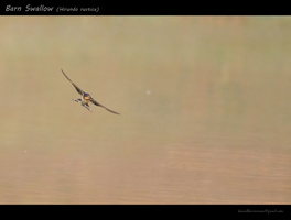 Barn-Swallow-(Hirundo-rustica)