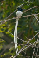 Asian-Paradise-Flycatcher-(Terpsiphone-paradisi)02