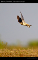 Barn-Swallow-(Hirundo-rustica)-3 (1)