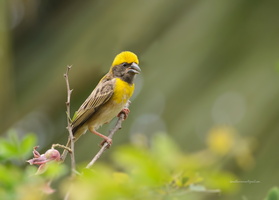 Baya-Weaver-(Ploceus-philippinus)02