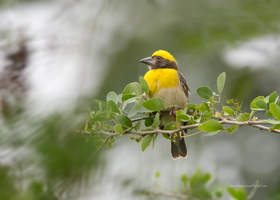 Baya-Weaver-(Ploceus-philippinus)