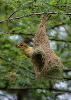 Baya-Weaver-(Ploceus-philippinus)03