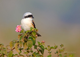 Bay-backed-Shrike-(Lanius-vittatus)