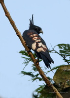Black-Baza-(Aviceda-leuphotes)