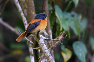 Black-and-orange-Flycatcher-(Ficedula-nigrorufa) (1)