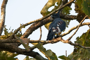 Black-Baza-(Aviceda-leuphotes)02