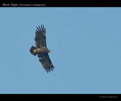 Black-Eagle-(Ictinaetus-malayensis)