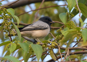 black-headed-cuckooshrike-(Coracina-melanoptera) (1)