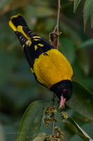Black-hooded-Oriole-(Oriolus-xanthornus)01