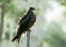 Black-Kite-(Milvus-migrans)03