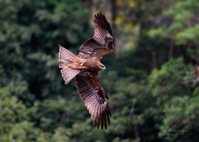 Black-Kite-(Milvus-migrans)04 (1)