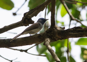 black-naped-monarch-flycatcher1 (1)