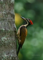 Black-rumped-Flameback-(Dinopium-benghalense)01