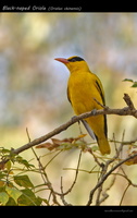 Black-naped-Oriole-(Oriolus-chinensis)