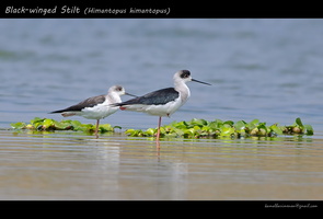 Black-winged-Stilt-(Himantopus-himantopus)-pair-1