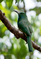 Blue-bearded-Bee-eater-(Nyctyornis-athertoni) (1)
