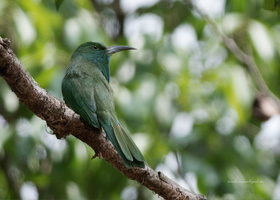 Blue-bearded-Bee-eater-(Nyctyornis-athertoni)01