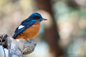 Blue-capped-Rock-thrush-(Monticola-cinclorhynchus)-01