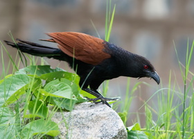 Greater-Coucal-(Centropus-sinensis)04