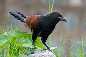 Greater-Coucal-(Centropus-sinensis)03