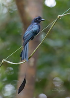 Greater-Racket-tailed-Drongo-(Dicrurus-paradiseus)01