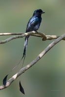 Greater-Racket-tailed-Drongo(Dicrurus-paradiseus)