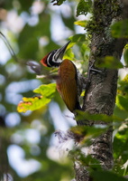 greater-flameback-(Chrysocolaptes-guttacristatus-)