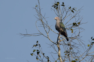 Green-Imperial-Pigeon-(Ducula-aenea)