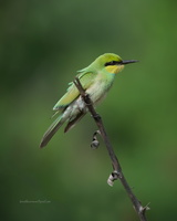 Green-Bee-eater-(Merops-orientalis)01