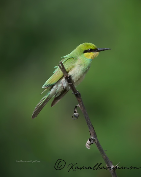 Green-Bee-eater-(Merops-orientalis)01.jpg