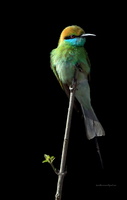 Green-Bee-eater-(Merops-orientalis)