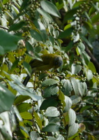 Grey-headed-Bulbul-(Pycnonotus-priocephalus)