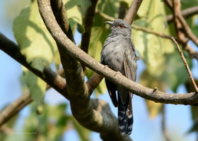 Grey-bellied-Cuckoo-(Cacomantis-passerinus)01