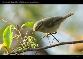 Greenish-Warbler-(Phylloscopus-trochiloides)01