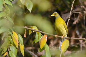 Grey-headed-Bulbul-(Pycnonotus-priocephalus)02