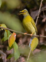 Grey-headed-Bulbul-(Pycnonotus-priocephalus)01