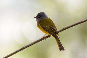 Grey-headed-canary-flycatcher-(Culicicapa-ceylonensis)02