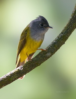 Grey-headed-canary-flycatcher-(Culicicapa-ceylonensis)