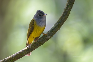 Grey-headed-canary-flycatcher-(Culicicapa-ceylonensis)03