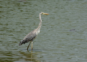 Grey-Heron-(Ardea-cinerea)01