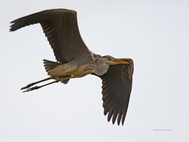 Grey-Heron-(Ardea-cinerea)02