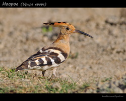 Hoopoe-(Upupa-epops)