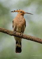 Hoopoe-(Upupa-epops)02