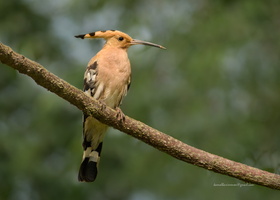 Hoopoe-(Upupa-epops)01