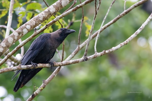 House-Crow-(Corvus-splendens)