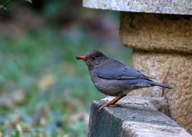 Indian-Blackbird-(Turdus-simillimus)01