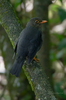 Indian-Blackbird-(Turdus-simillimus)02