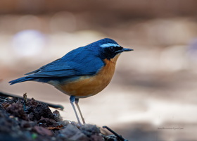 Indian-Blue-Robin-(Luscinia-brunnea)01