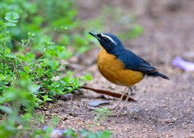 Indian-Blue-Robin-(Luscinia-brunnea)03