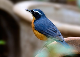 Indian-Blue-Robin-(Luscinia-brunnea)04